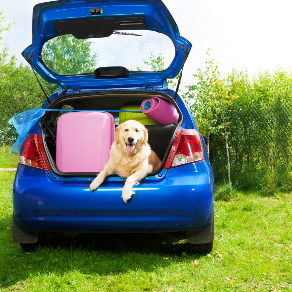 Used Hatchbacks For Sale Paul Sherry Chrysler Dodge Jeep RAMPaul